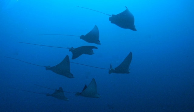  nager avec les poissons 